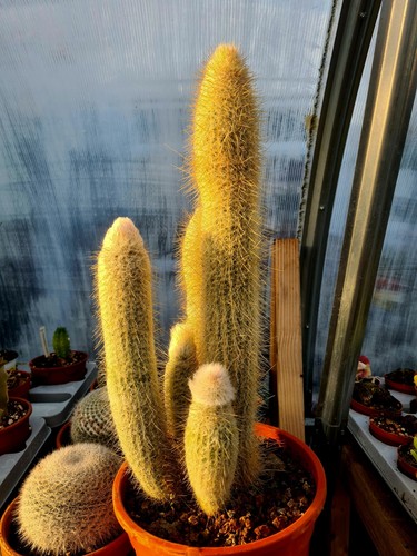 Austrocephalocereus dybowskii