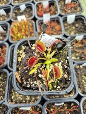 DIONAEA VENUS FLY TRAP Wine mouth 