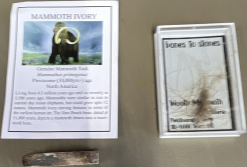 Mammoth tusk fragment - mammoth,