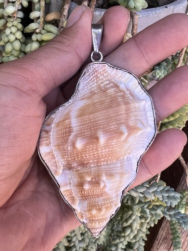 Natural seashell set - natural, on