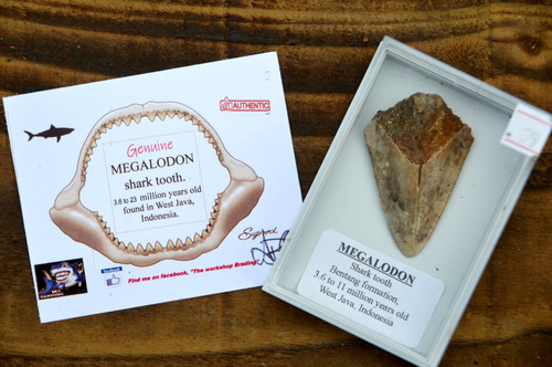 Wow genuine megalodon - megalodon, shark
