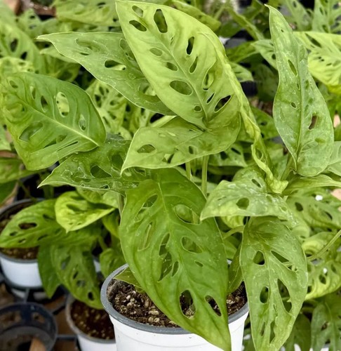 Swiss cheese plant pot - 4",