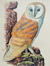 70+yr Old Vintage Lithograph