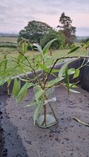 8 UN-ROOTED WHITE WILLOW TREE CUTTINGS FOR PROPAGATION