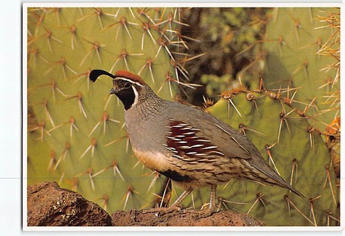 Postcard gambel quail bird - postcard, gambel's