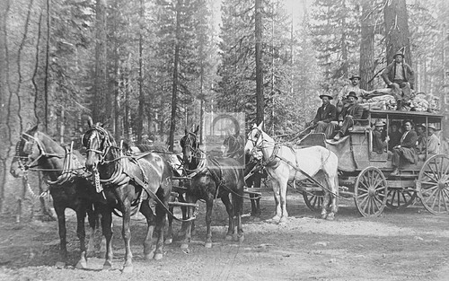 Horse drawn stage coach - horse,