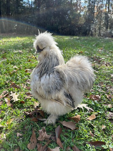 Purebred silkie hatching - purebred,
