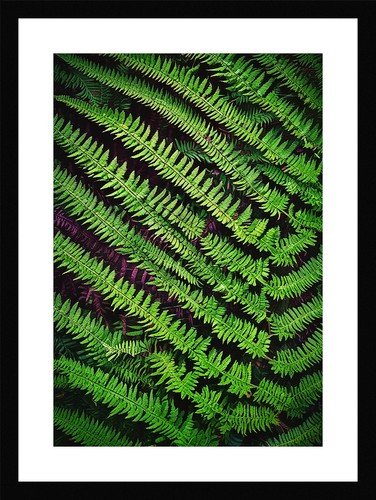 Luxurious fern fronds print - fern,
