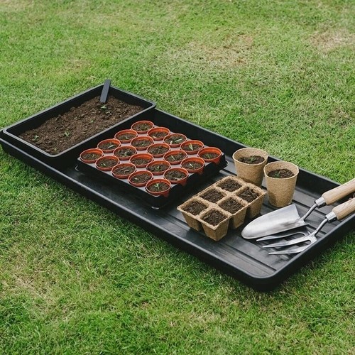 Extra large 100cm plant - extra, grow