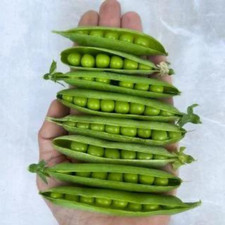 Early crop peas 250 kelvedon - crop, peas: