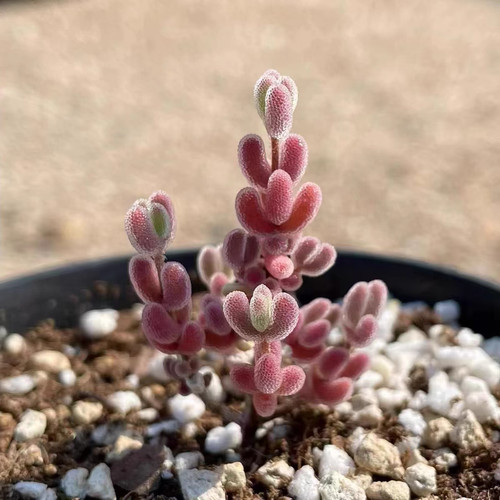 Drosanthemum stahlii seeds - seeds, x