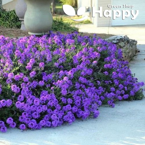 Moss verbena 300 seeds - moss,