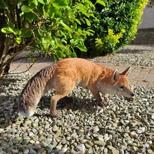 Real Life - Prowling Fox -