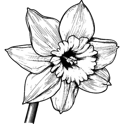 Welsh daffodil unmounted - 'welsh, daffodil'