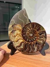 Large 7.1" Natural Ammonite