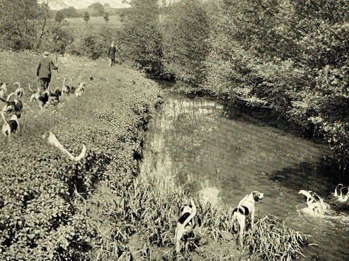 Essex otter hounds - 1903, photo