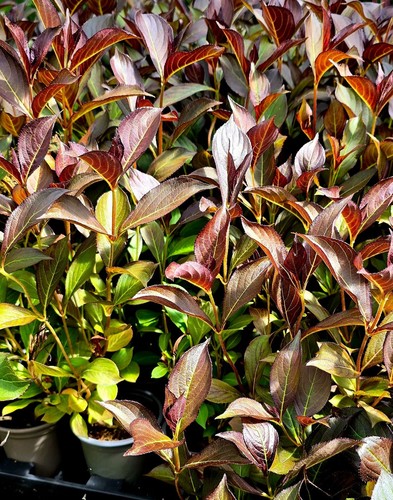 Weigela florida alexandra - weigela, 'alexandra'