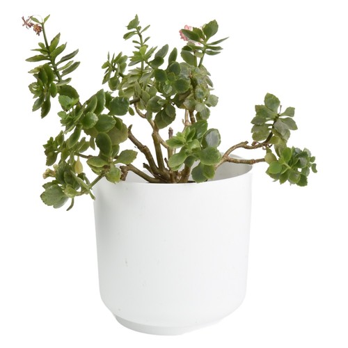 Plant pot cover flowerpot - cover,