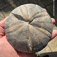 Clypeus ploti – British