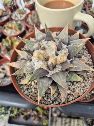 Ariocarpus retusus - ariocarpus,