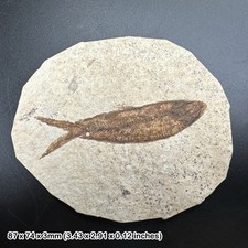 Knightia alta fish fossil -