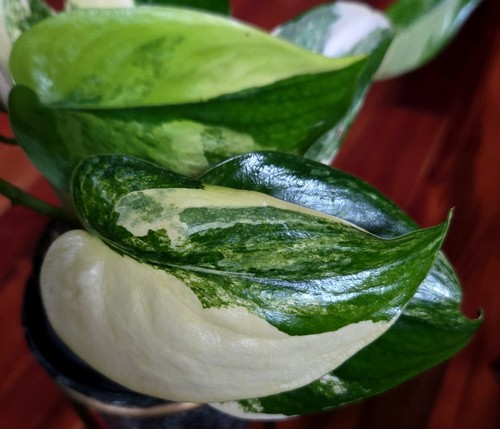 Rare scindapsus swarnabhumi - rare,