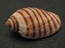 Unique...VEXILLA VEXILLUM