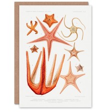 Vintage marine life - vintage,