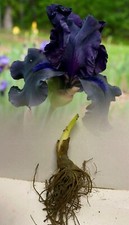 IRIS GERMANICA BLACK SWAN