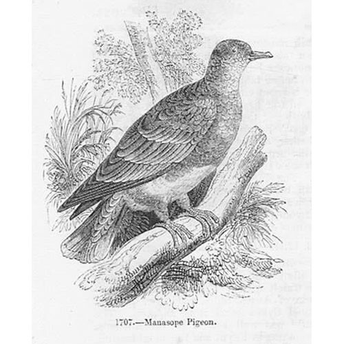 Birds manasope pigeon - manasope,