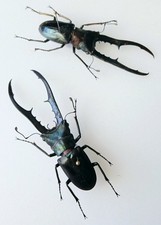 Dark Stag Beetles Cyclommatus