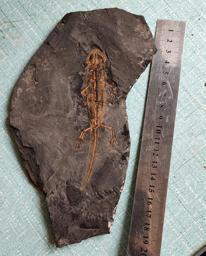 Fossil salamander complete - fossil,