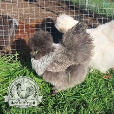 6 x usa silkie eggs  *mixed