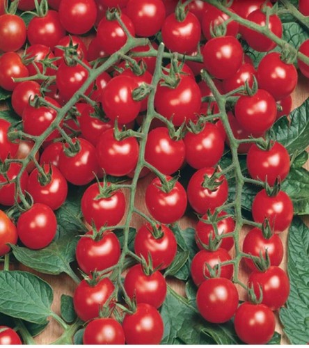 Piccolo red cherry tomato - piccolo,