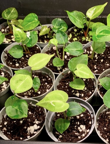 Anthurium michelle hybrid - michelle,