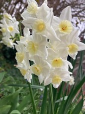 Twenty daffodil paperwhite - twenty,