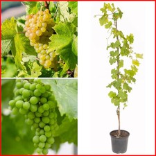 Grape White Seedless Outdoor