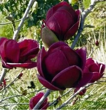 Magnolia Tree Plant LARGE