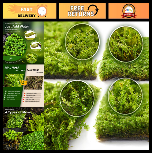 Pack live mixed - live, moss
