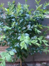 Buxus sampervirens bare root - sampervirens,
