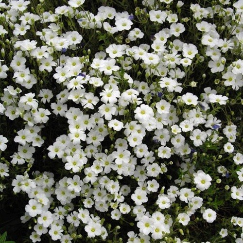 Arenaria montana avalanche - arenaria,