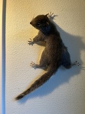 Taxidermy Wall Mounted Grey