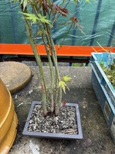 Mini maple bonsai (newly