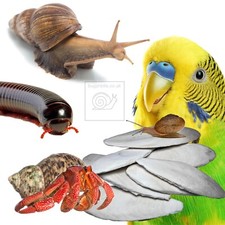 Cuttlefish, Great for Giant African land Snails, Birds, Reptiles, Hermit Crabs