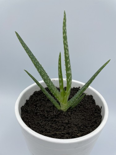 Aloe vera plant - plant, pups