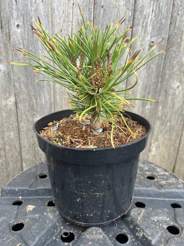 Mountain pine little - mountain, gold