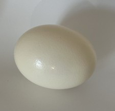 Genuine Ostrich Egg Shell –