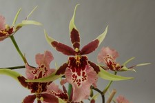 Oncidium Alicesra Pink Shirt