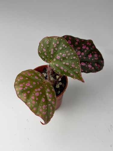 Begonia muara wahau - muara, rare
