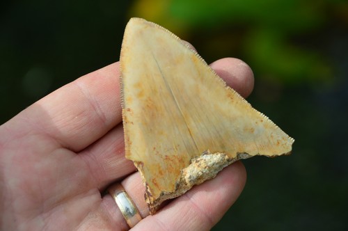 Beautiful genuine megalodon - beautiful,,